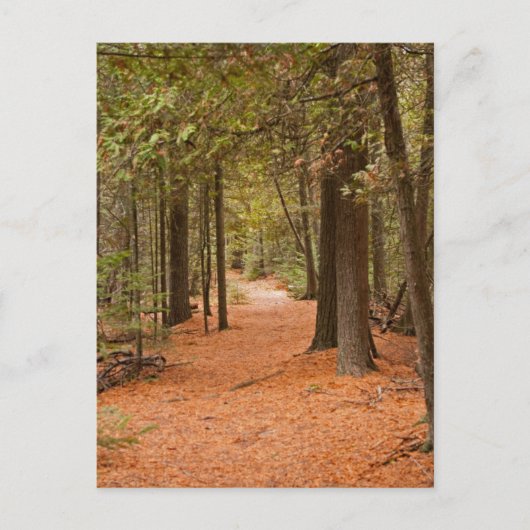 Carte Postale Autumn Walk (Devant)