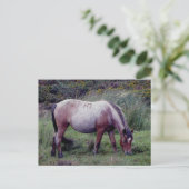 Carte Postale Autunm Dartmooe Pony Graze (Debout devant)