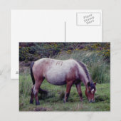 Carte Postale Autunm Dartmooe Pony Graze (Devant / Derrière)