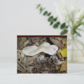 Carte postale aux champignons blancs (Debout devant)