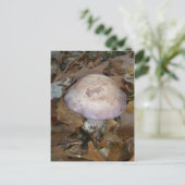 Carte postale aux champignons pourpres (Debout devant)
