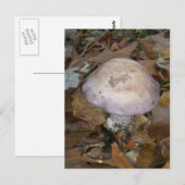 Carte postale aux champignons pourpres (Devant / Derrière)