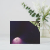 Carte postale aux fleurs violettes (Debout devant)