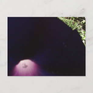 Carte postale aux fleurs violettes