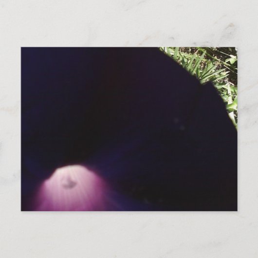 Carte postale aux fleurs violettes (Devant)