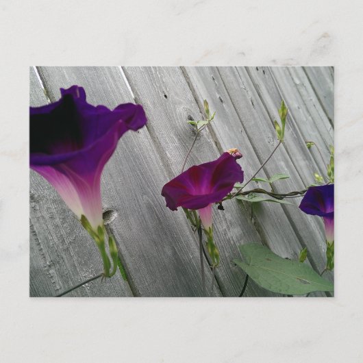 Carte postale aux fleurs violettes (Devant)