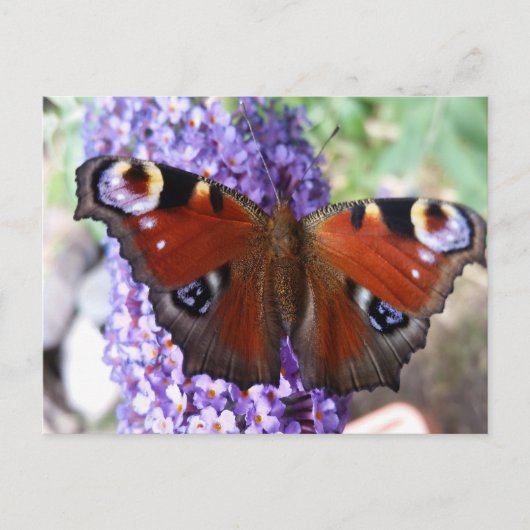 Carte postale aux fleurs violettes de papillon Bro (Devant)