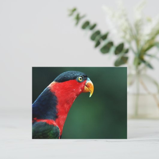 Carte postale aux oiseaux colorés (Debout devant)