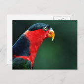 Carte postale aux oiseaux colorés (Devant / Derrière)