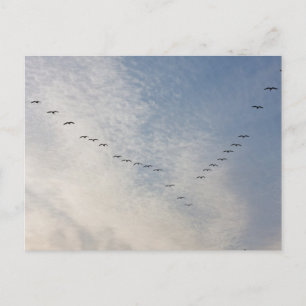 Carte postale aux oiseaux volants