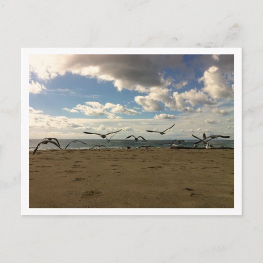 Carte postale aux oiseaux volants (Devant)