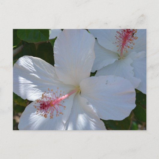 Carte postale aux parfums floraux (Devant)