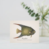 Carte postale aux poissons-anges - Style II (Debout devant)