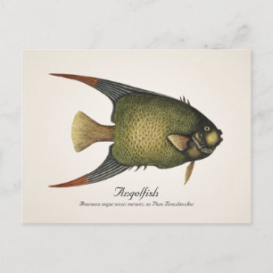 Carte postale aux poissons-anges - Style II