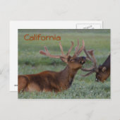 Carte postale aux wapitis de Californie (Devant / Derrière)