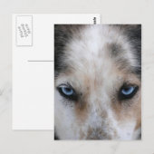Carte postale aux yeux bleus Husky (Devant / Derrière)