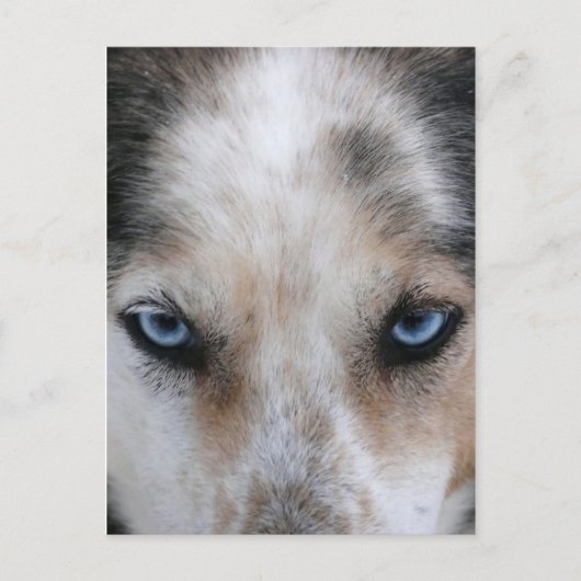 Carte postale aux yeux bleus Husky (Devant)