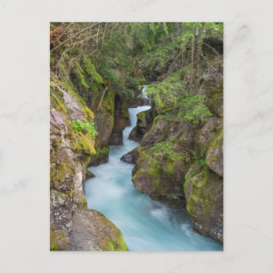 Carte Postale Avalanche Creek, parc national de Glacier, Montana