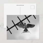 Carte postale avale et envolée (Devant / Derrière)