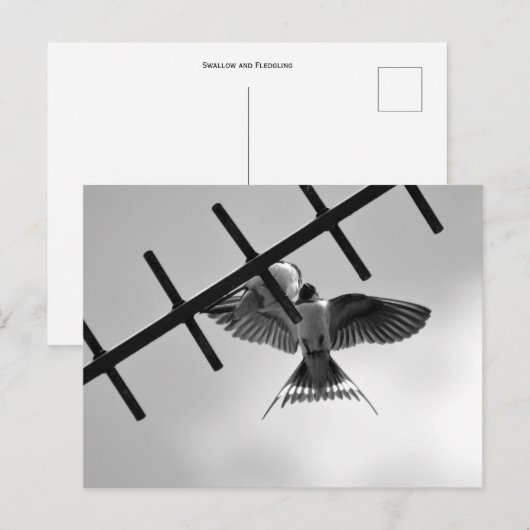 Carte postale avale et envolée (Devant / Derrière)