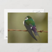 Carte postale avale verte violette (Devant / Derrière)