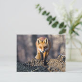 Carte Postale Avancer Fox (Debout devant)