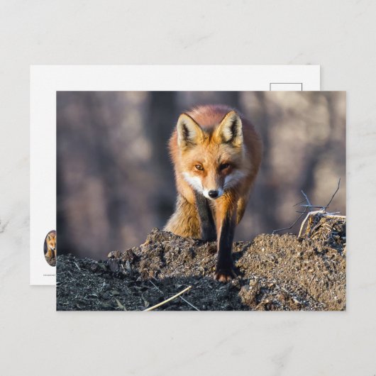 Carte Postale Avancer Fox (Devant / Derrière)
