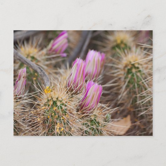 Carte Postale Avant les fleurs (Devant)