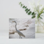 Carte postale avec aigrette dans l'eau (Debout devant)