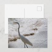 Carte postale avec aigrette dans l'eau (Devant / Derrière)