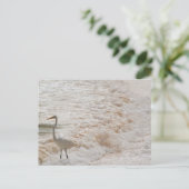 Carte postale avec aigrette dans les vagues (Debout devant)