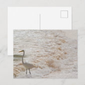 Carte postale avec aigrette dans les vagues (Devant / Derrière)