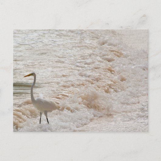 Carte postale avec aigrette dans les vagues (Devant)
