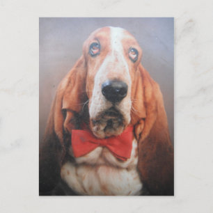 Carte Postale Avec Basset Hound Dans La Cravate Bo