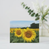 Carte postale avec champ de tournesol (Debout devant)