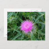 Carte postale avec chardon plein de vie. (Devant / Derrière)