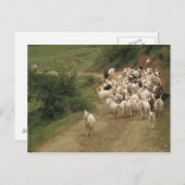 Carte postale avec chèvres (Devant / Derrière)