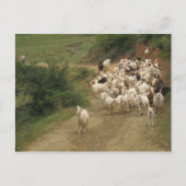 Carte postale avec chèvres (Devant)