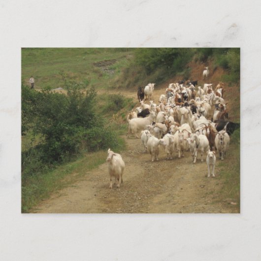 Carte postale avec chèvres (Devant)