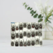 Carte postale avec coléoptères Goliath (Debout devant)