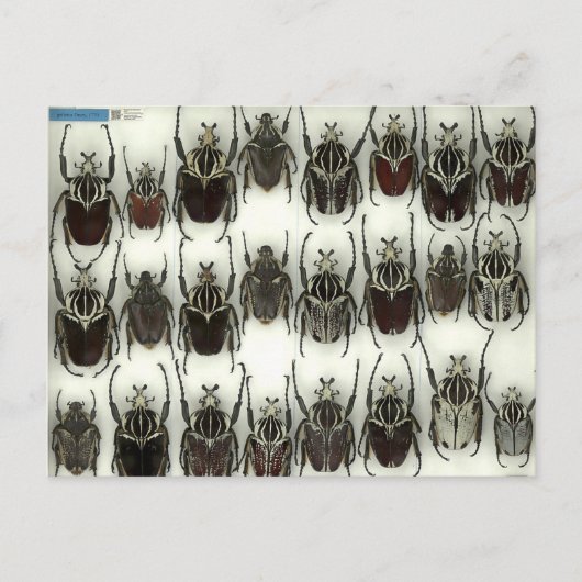 Carte postale avec coléoptères Goliath (Devant)
