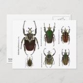 Carte postale avec coléoptères Goliath (Devant / Derrière)