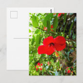 Carte postale avec couverture de fleur rouge (Devant / Derrière)