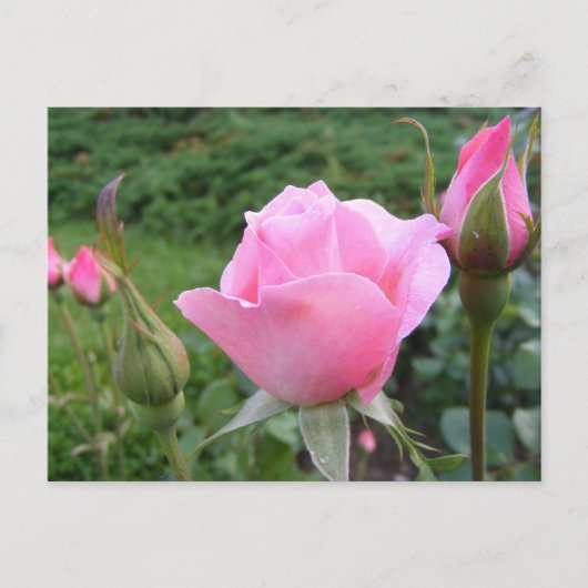 Carte postale avec de belles roses roses roses (Devant)