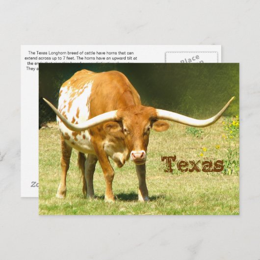 Carte postale avec des faits sur le Texas Longhorn (Devant / Derrière)