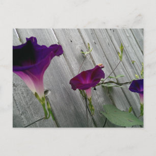 Carte postale avec des fleurs violettes