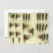 Carte postale avec des sauterelles (Devant / Derrière)