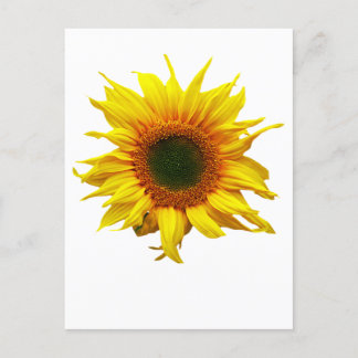 Carte Postale Avec Design Tournesol