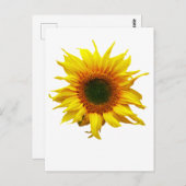 Carte Postale Avec Design Tournesol (Devant / Derrière)