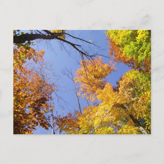 Carte postale avec feuilles d'automne (Devant)